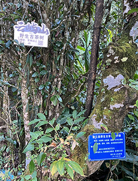 百年以上野生古茶樹(shù)